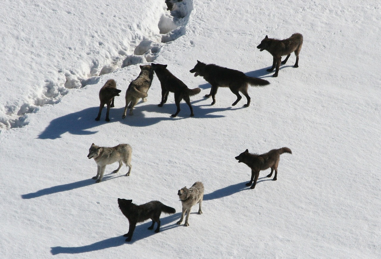 Learn how to become a disciplined trader – the secret to making money trading stocks or forex. 6 Picture of wolves illustrating trading discipline